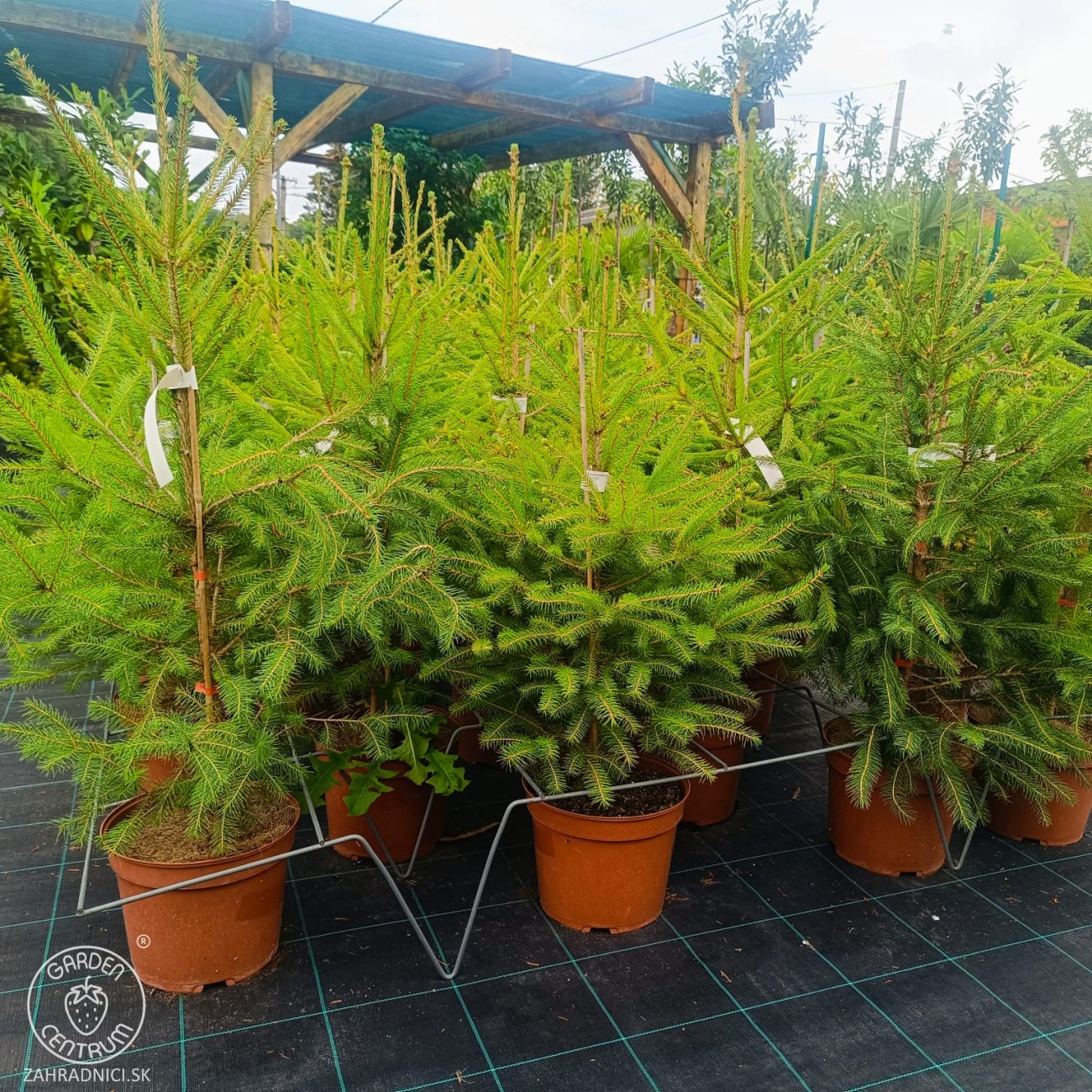 Obrázok Smrek obyčajný (Picea abies) - výška 80-100 cm, kont. C5L